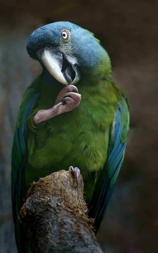 Portrait of Blue headed macaw photo