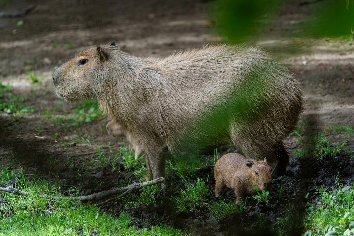 69 melhor ideia de Capivara  capivara, capivaras, fotos de capivara