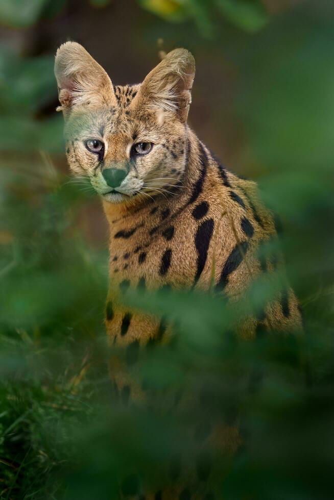 Portrait of Serval in zoo photo