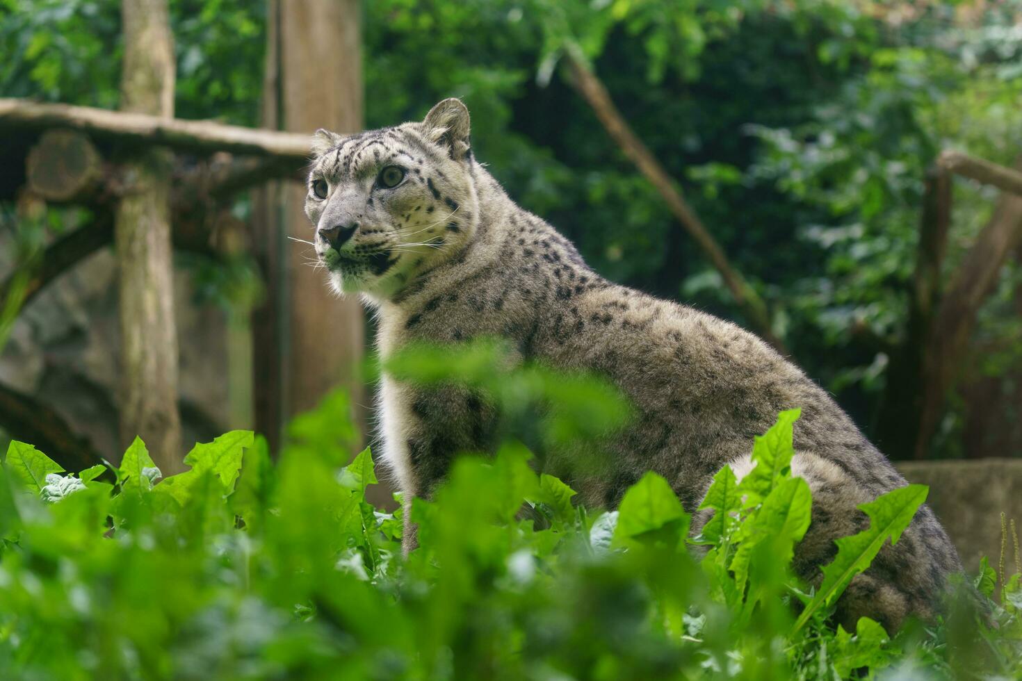 retrato de nieve leopardo en zoo foto