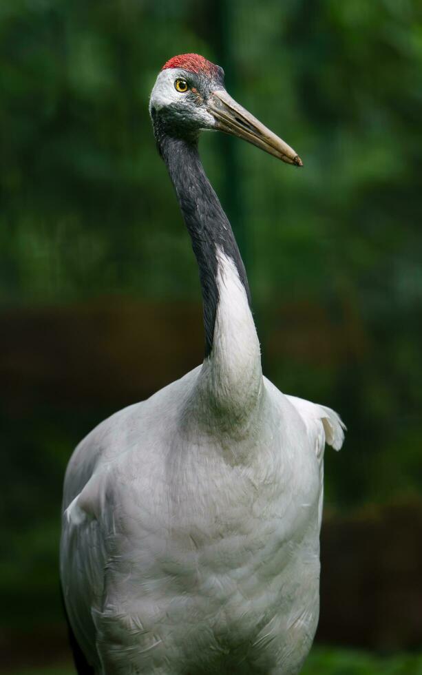 Portrait of Red crowned crane photo