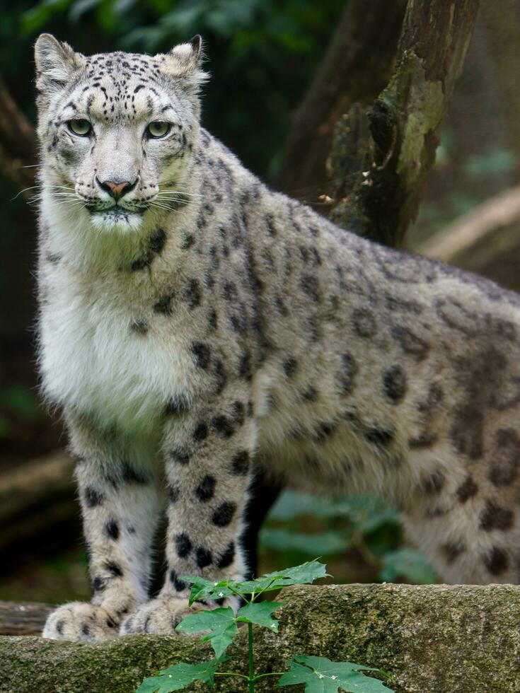 Portrait of Snow leopard in zoo photo