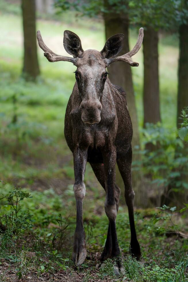 Portrait of Moose in zoo photo