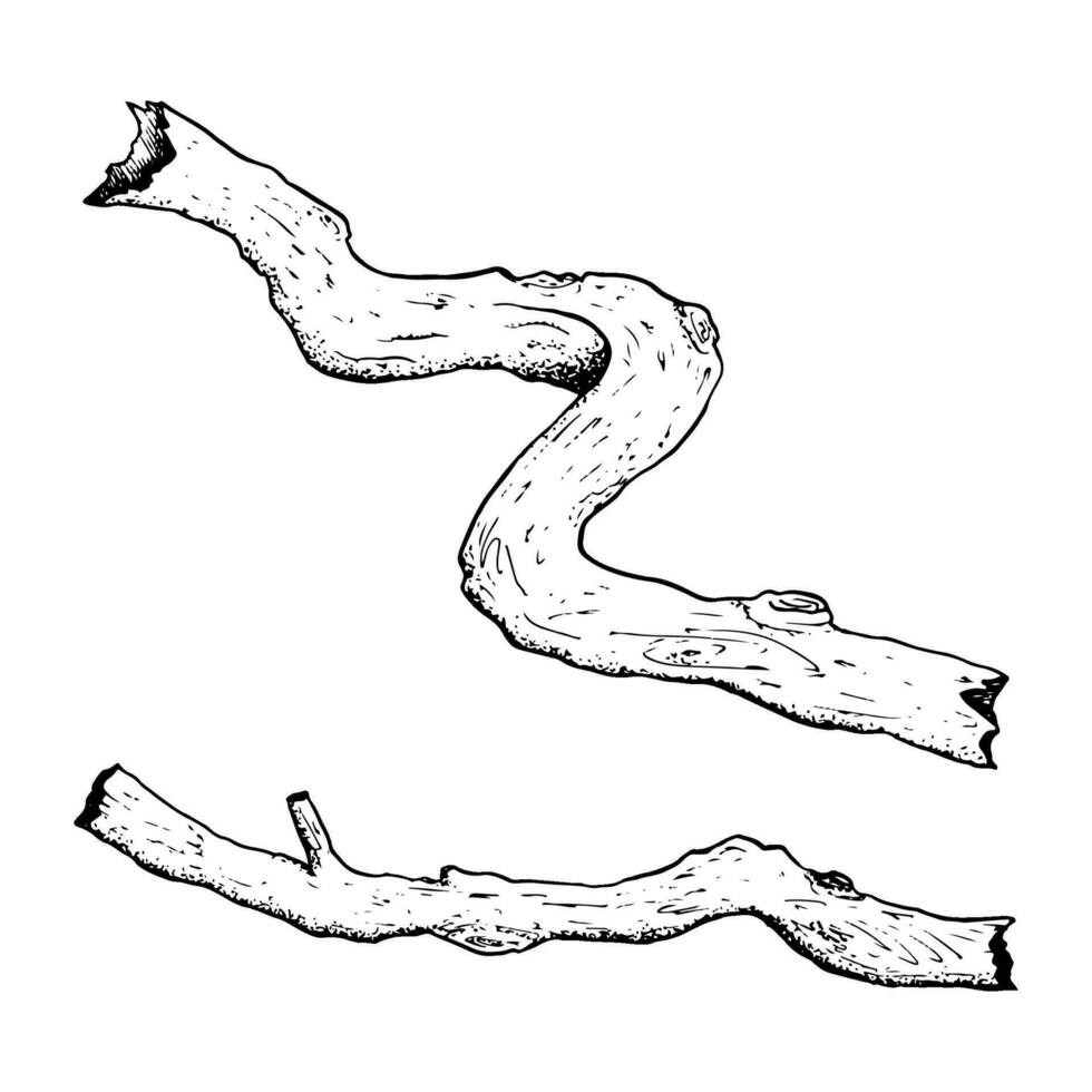 Vector tree roots, branches, twigs or trunks simple black and white illustration. Hand drawn forest nature ink drawing