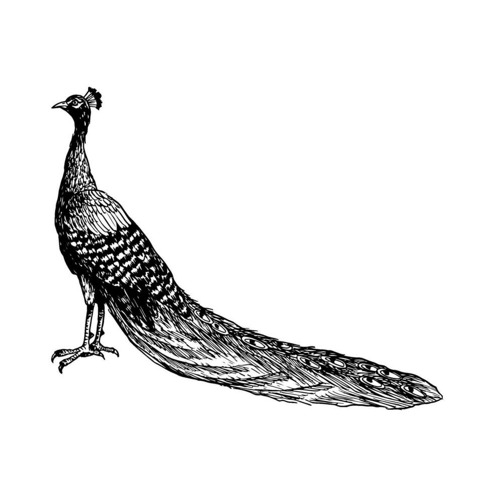 negro y blanco pavo real pájaro con largo cola vector gráfico ilustración. tropical naturaleza realista detallado tinta clipart