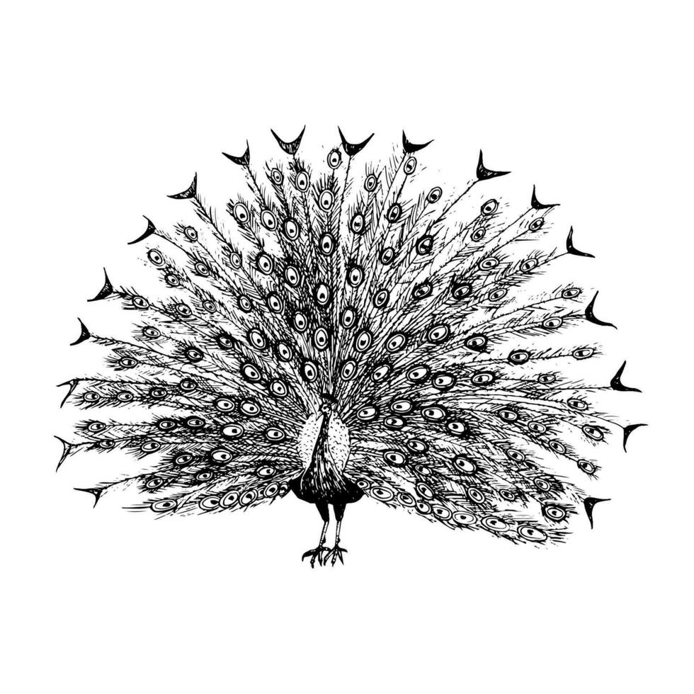 Vector peacock with open tail ink sketch black and white illustration. Hand drawn realistic drawing