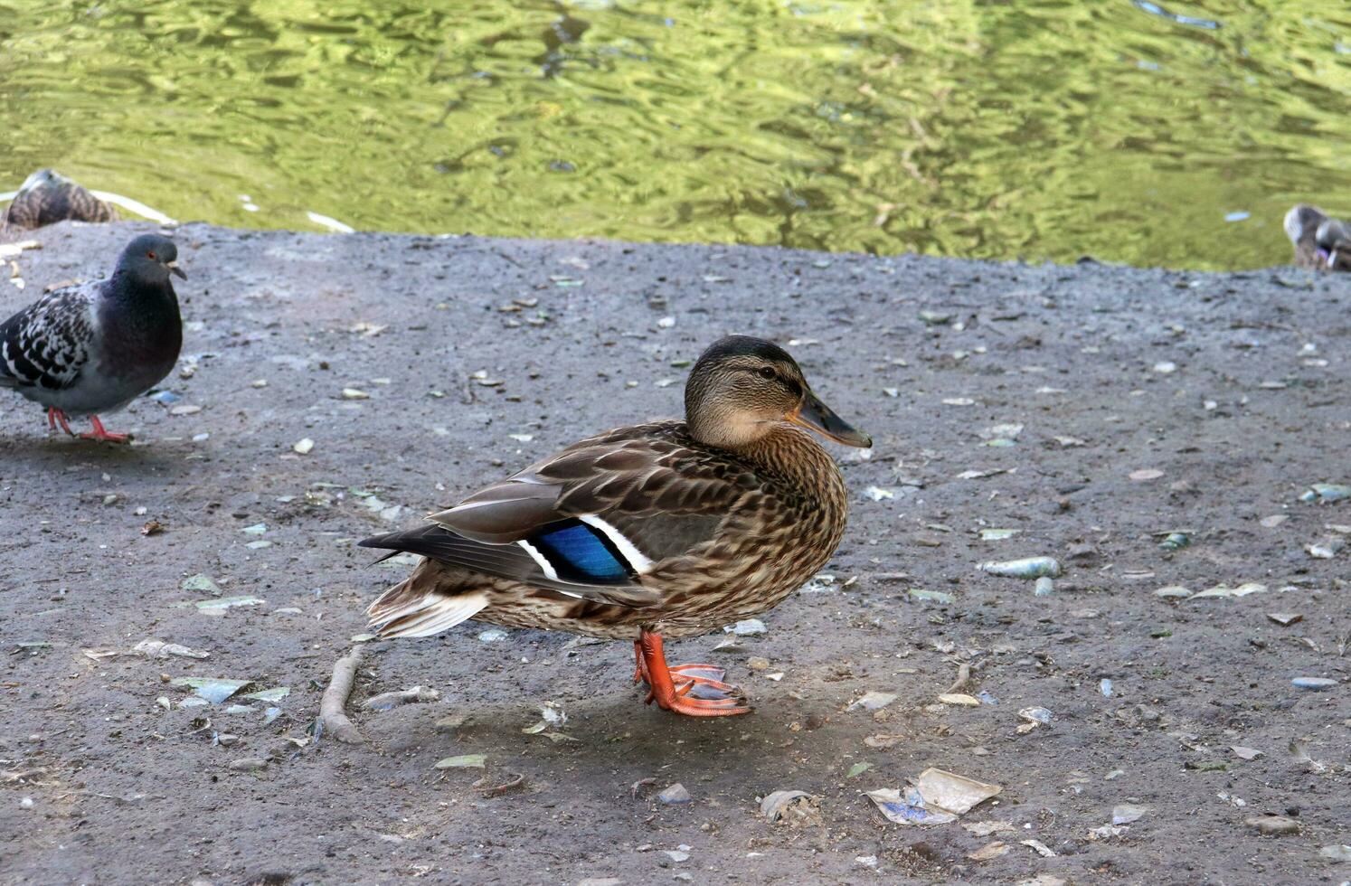 wild mallard duck on the river bank and dove in the background. Close-up photo, summer evening photo