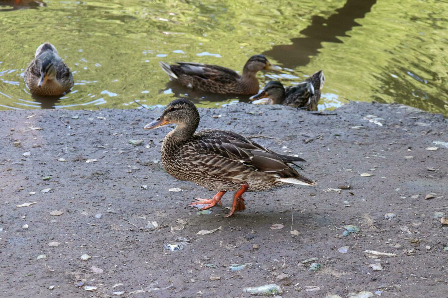 a wild mallard duck walks along the shore against the background of other ducks and the river. Close-up photo, summer evening photo