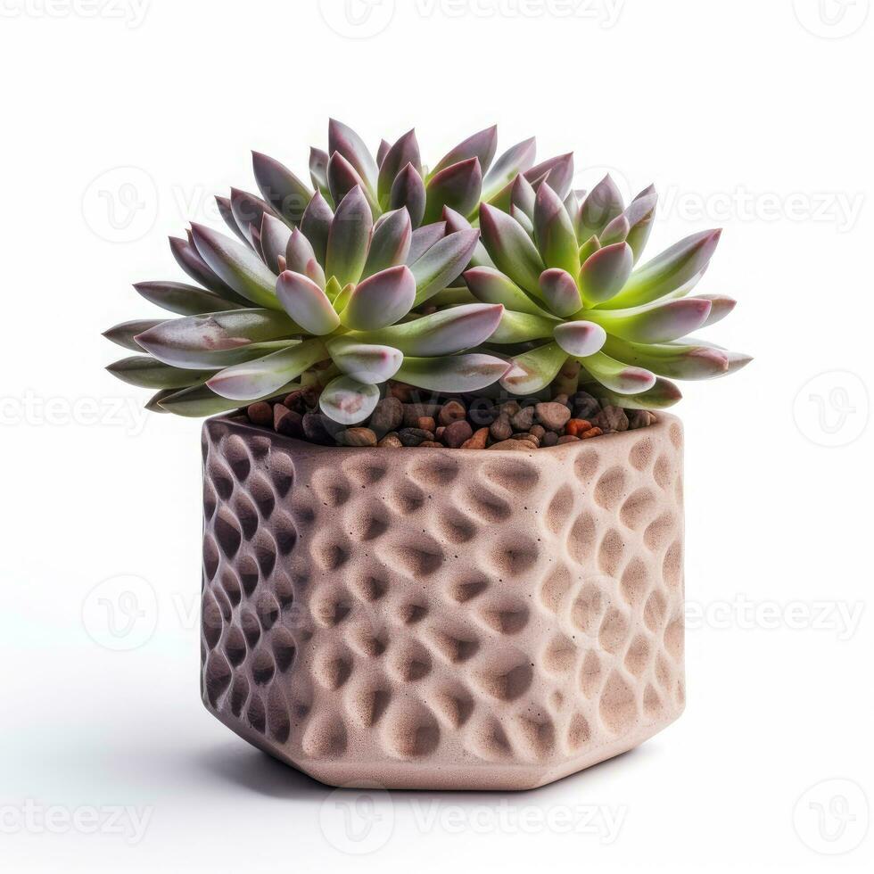 Graptoveria in a terracotta hexagonal pot with a speckled pattern in shades of purple AI Generated photo