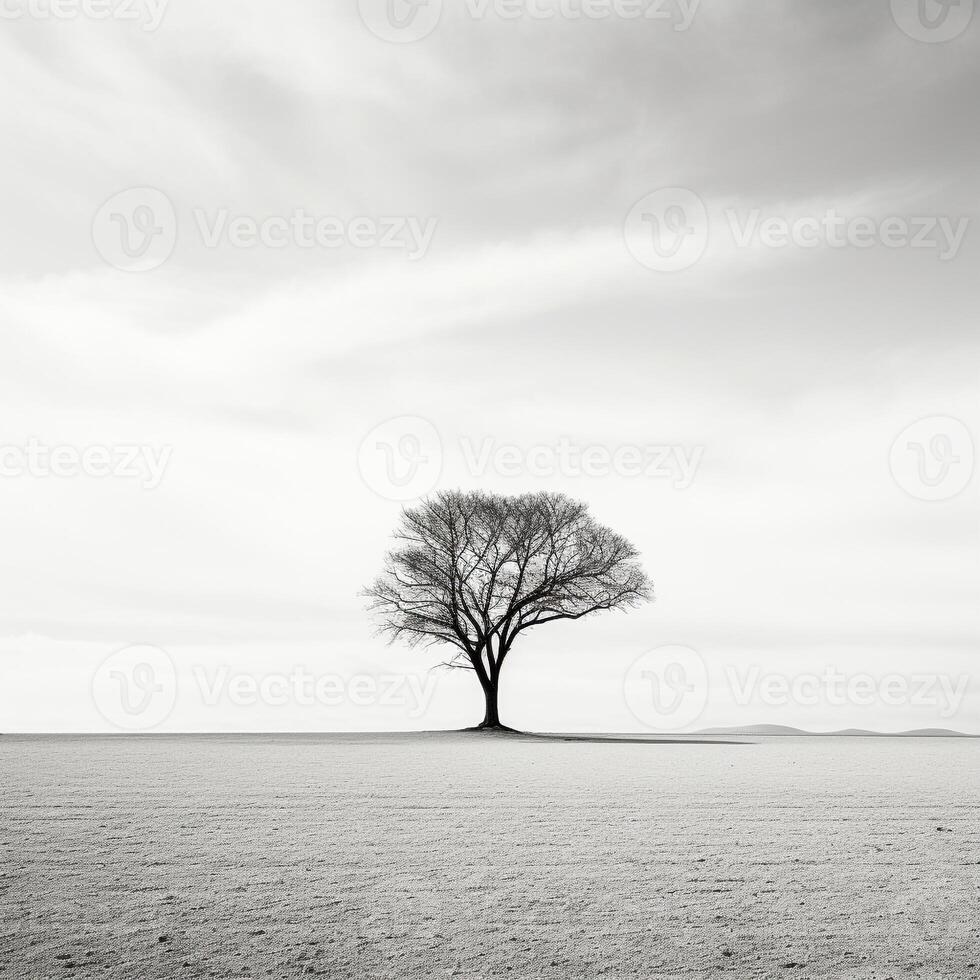 Lone tree casting shadows against stark white background photo