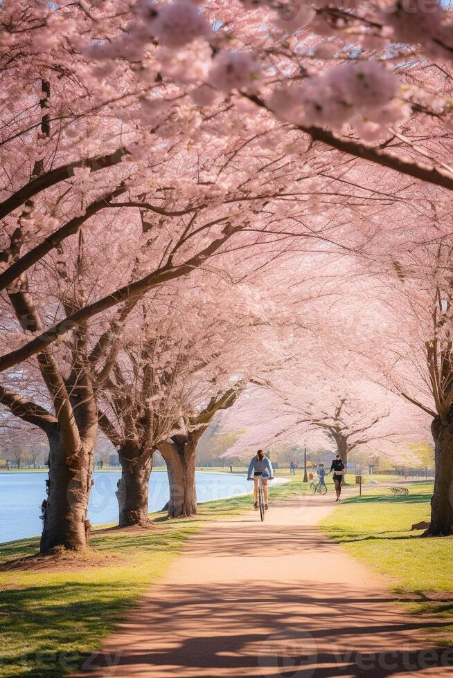 Expansive springtime park scene filled with blooming cherry blossoms and health-conscious individuals photo