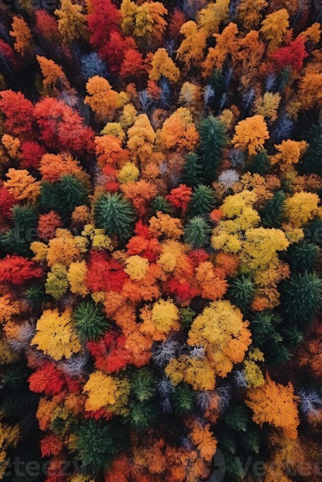 Aerial view of an enchanting autumn forest with vibrant hues of orange, red, and gold photo