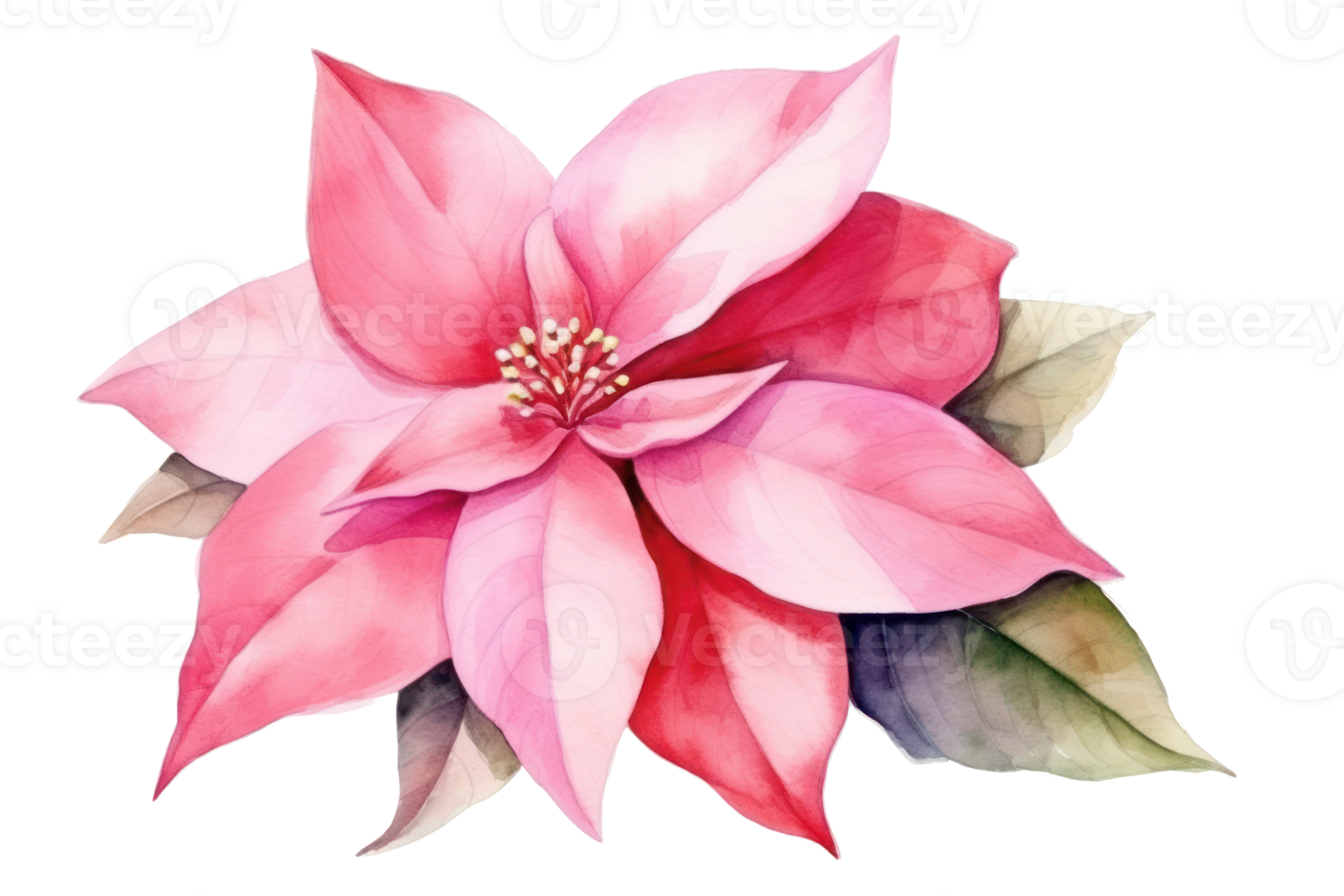 acquerello Natale fiore poinsettia isolato png