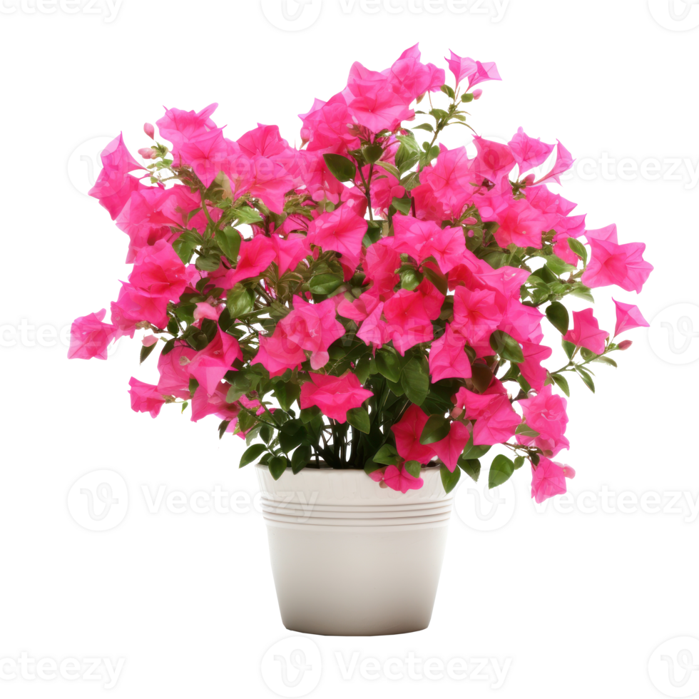 Pink Bougainvillea flower isolated png