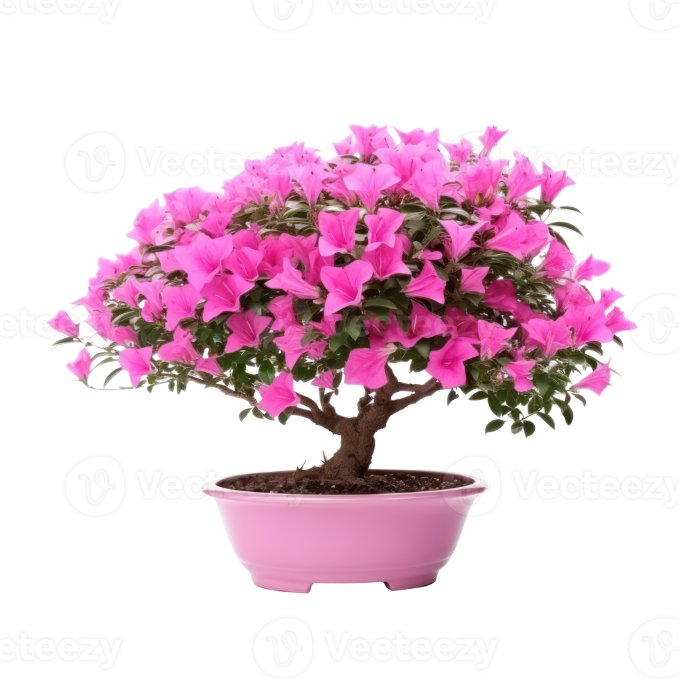 Pink Bougainvillea flower isolated png