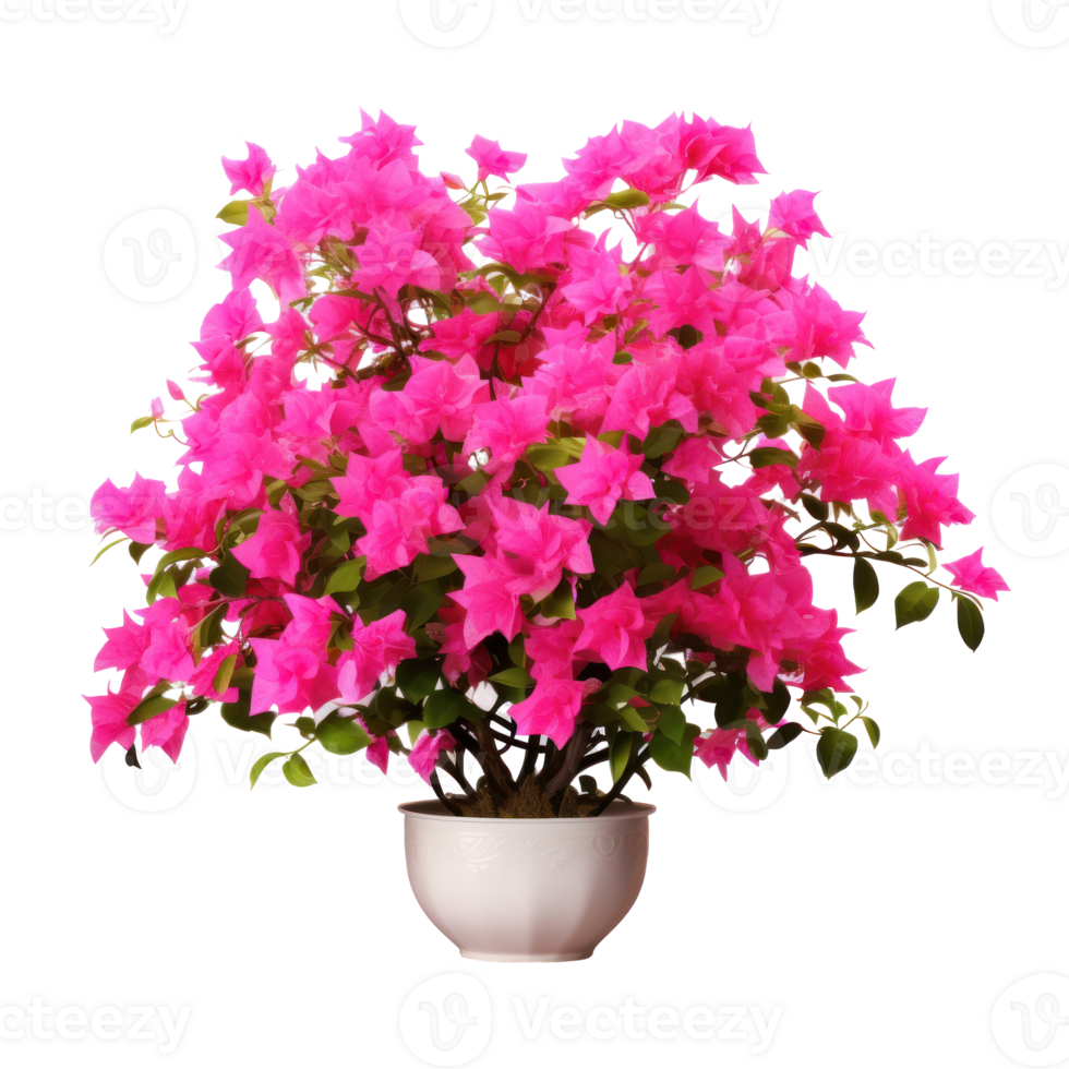 Pink Bougainvillea flower isolated png