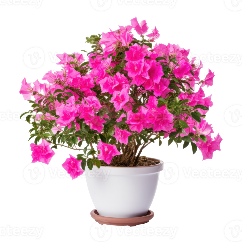 Pink Bougainvillea flower isolated png