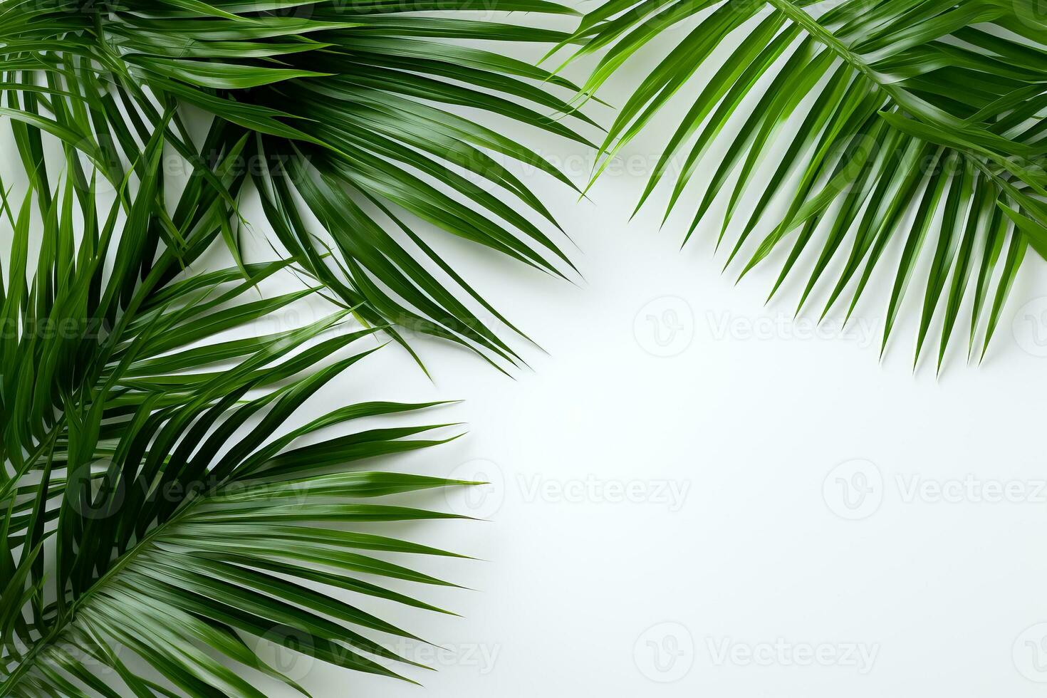 Palm tree leaves create a texture overlay surrounded by fresh green tropical plants on a white background photo