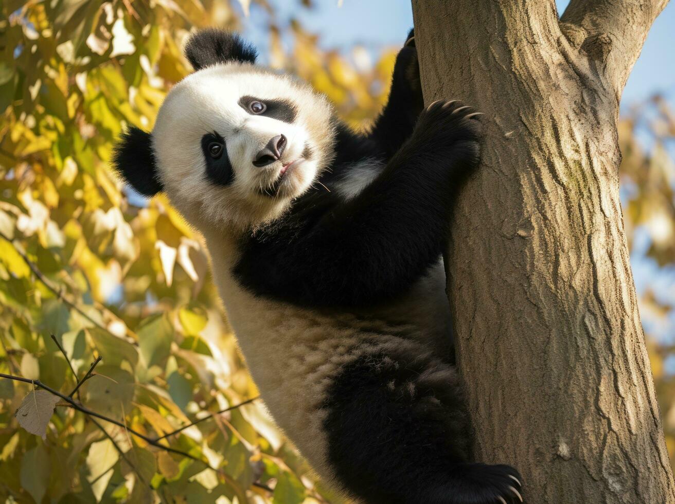 Cute panda on natural background photo