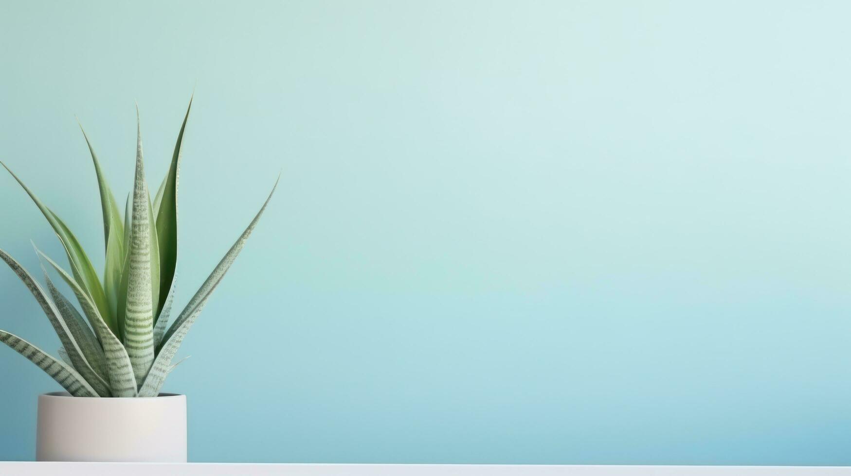 Minimalist background with Sansevieria photo