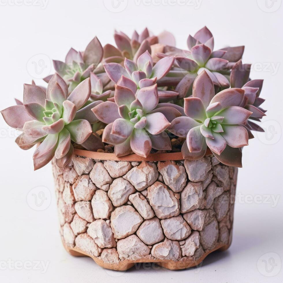Graptoveria in a terracotta hexagonal pot with a speckled pattern in shades of purple AI Generated photo