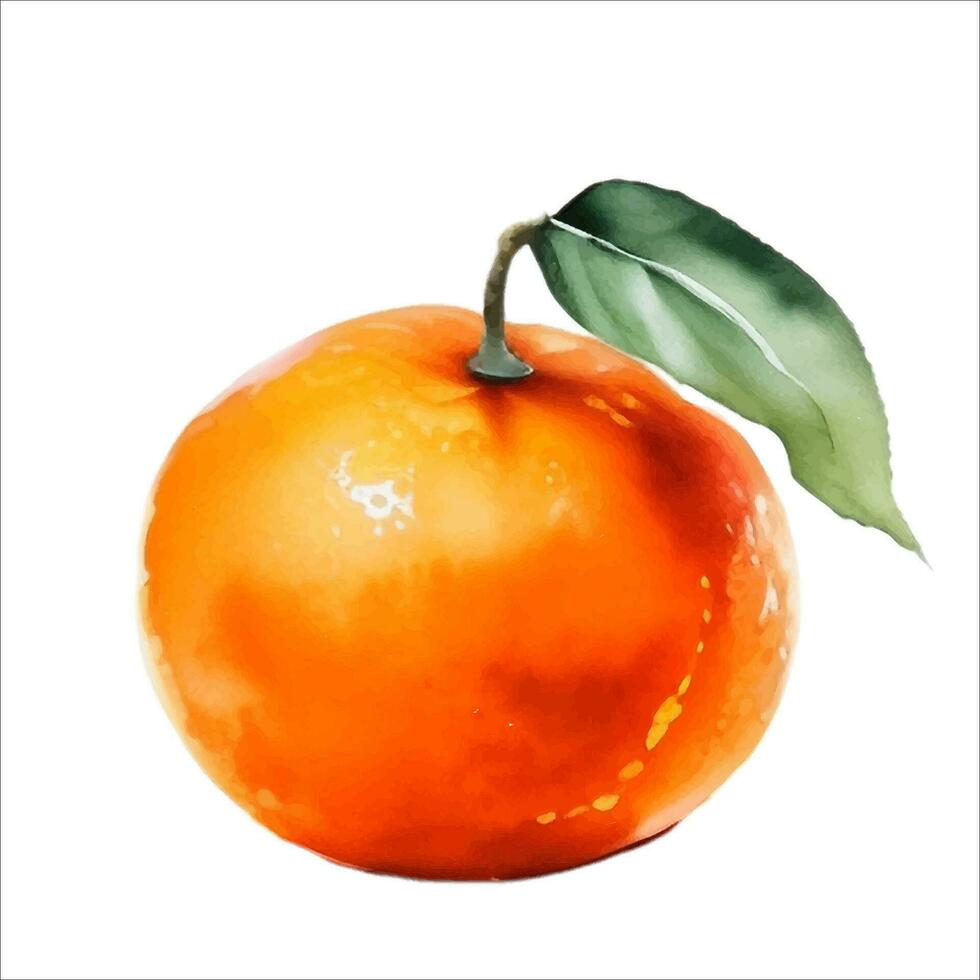 Fresh Orange Fruit with Leaf Watercolor Painting Illustration Vector