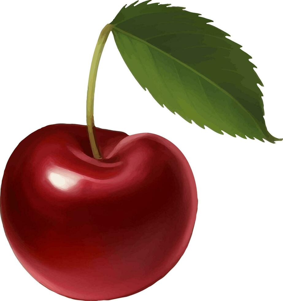 Fresh Cherry with Leaf Detailed Beautiful Hand Drawn Vector Illustration