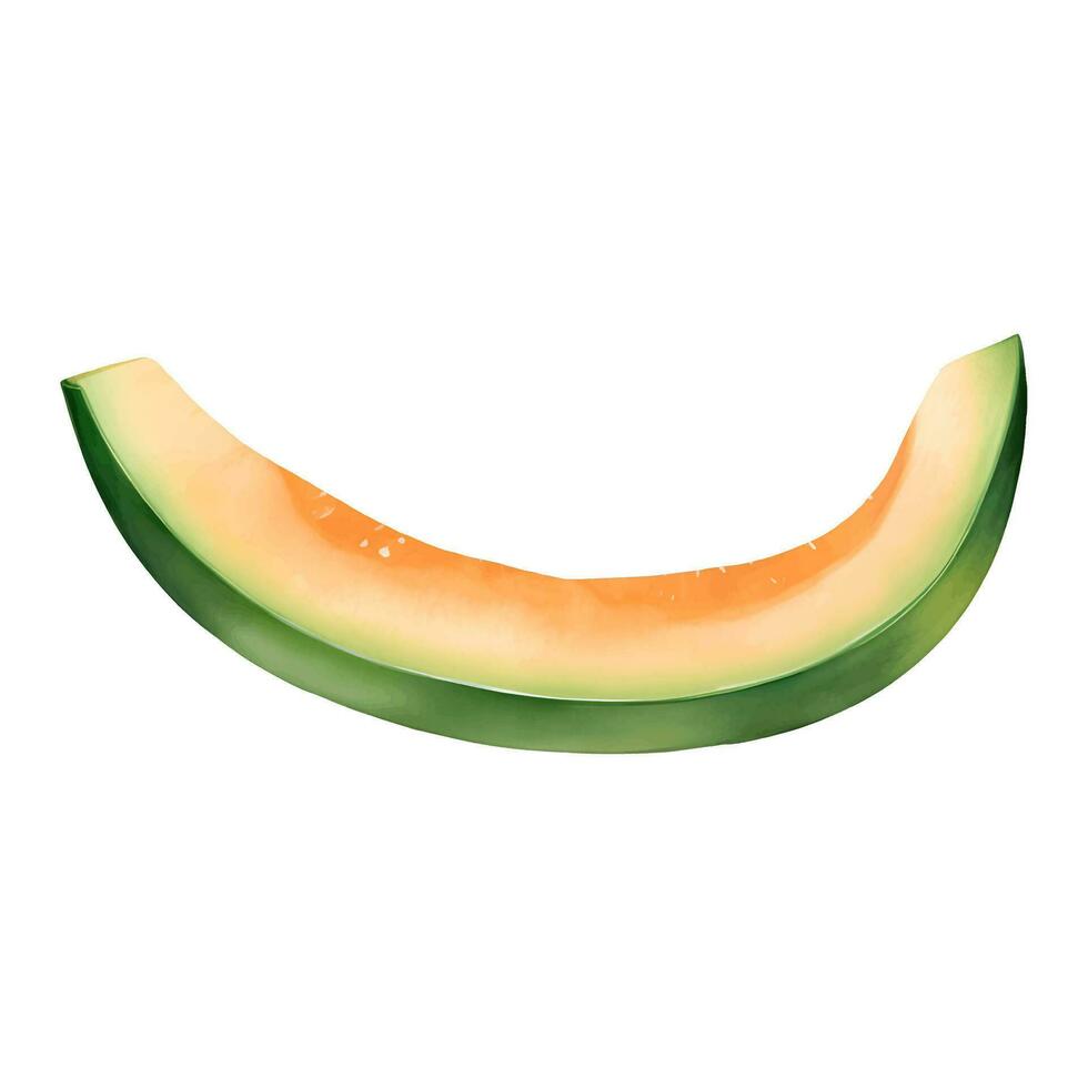 Cantaloupe Melon Slice Isolated Detailed Hand Drawn Painting Illustration vector
