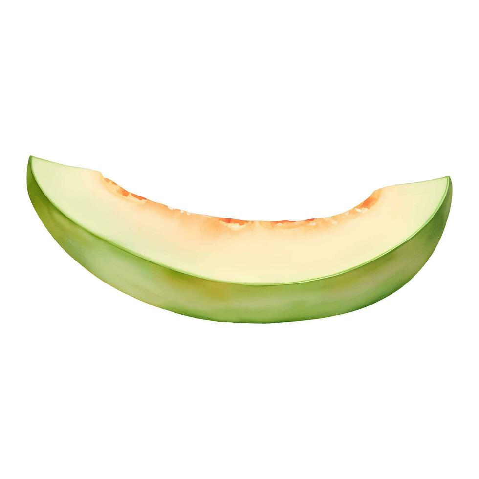 Cantaloupe Melon Slice Isolated Detailed Hand Drawn Painting Illustration vector