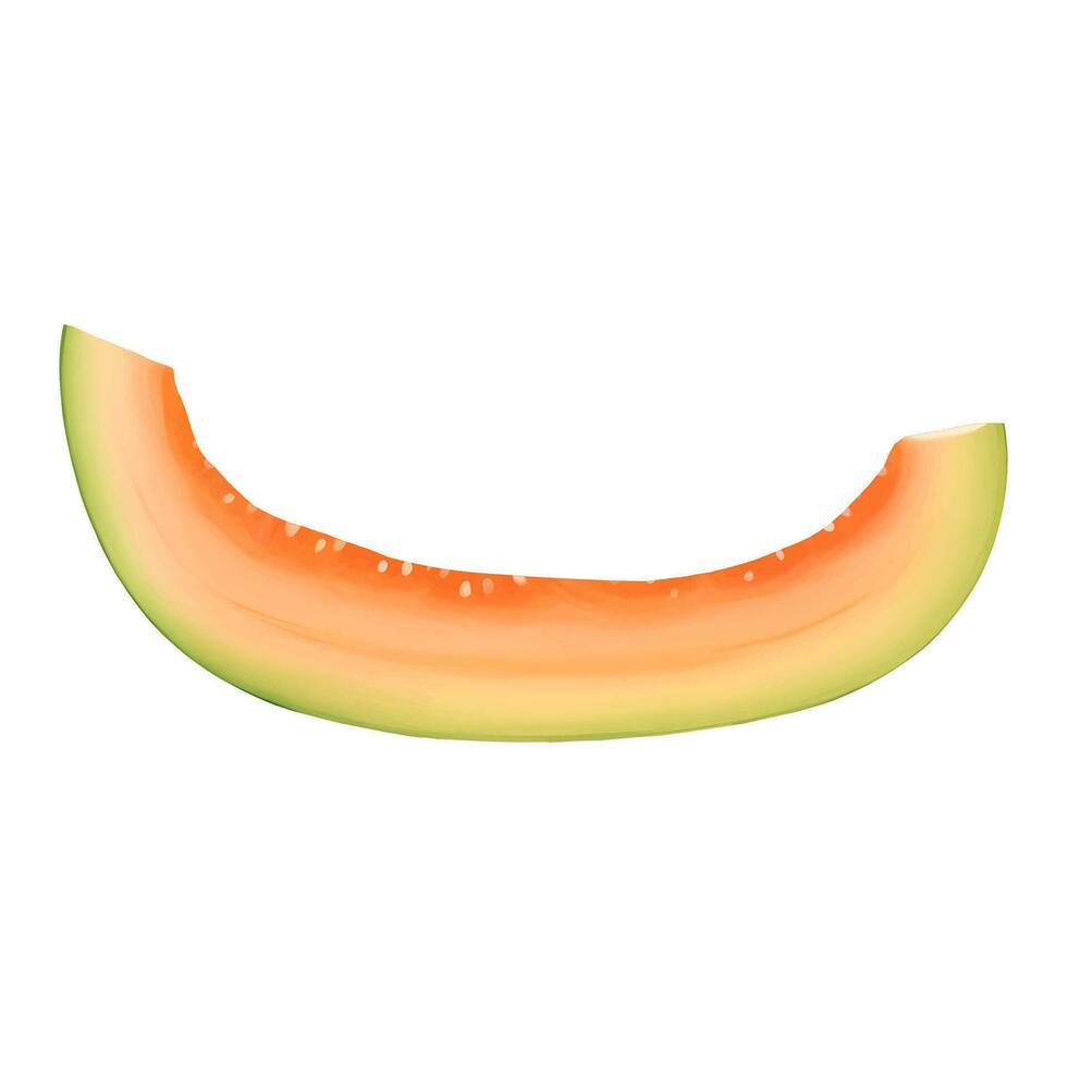 Cantaloupe Melon Slice Isolated Detailed Hand Drawn Painting Illustration vector