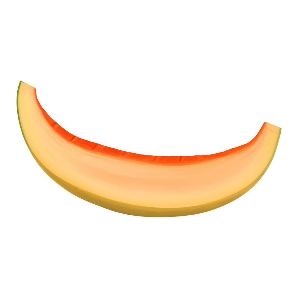 Cantaloupe Melon Slice Isolated Detailed Hand Drawn Painting Illustration vector