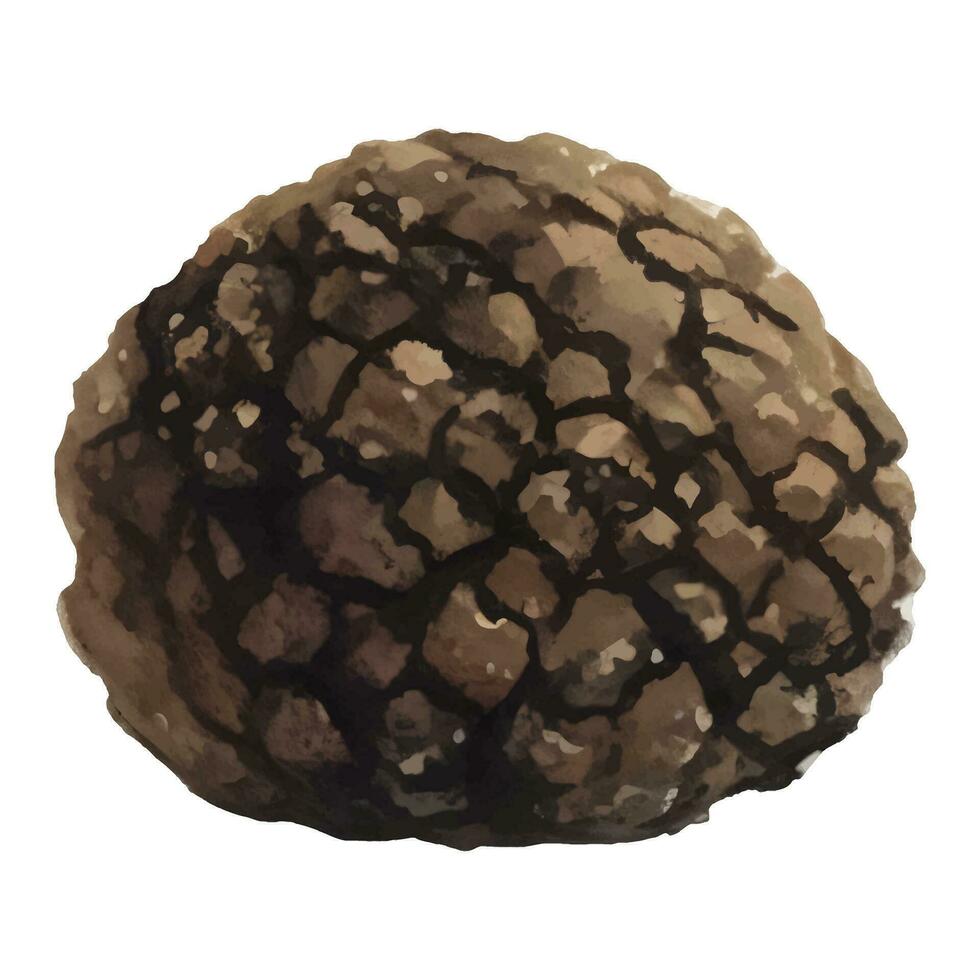 Truffle Isolated Hand Drawn Painting Illustration vector