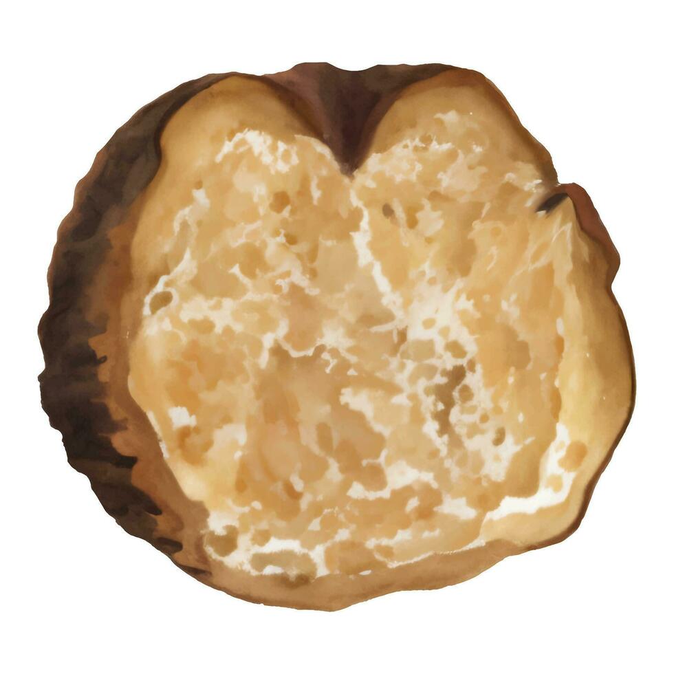 Half Cut Truffle Isolated Hand Drawn Painting Illustration vector