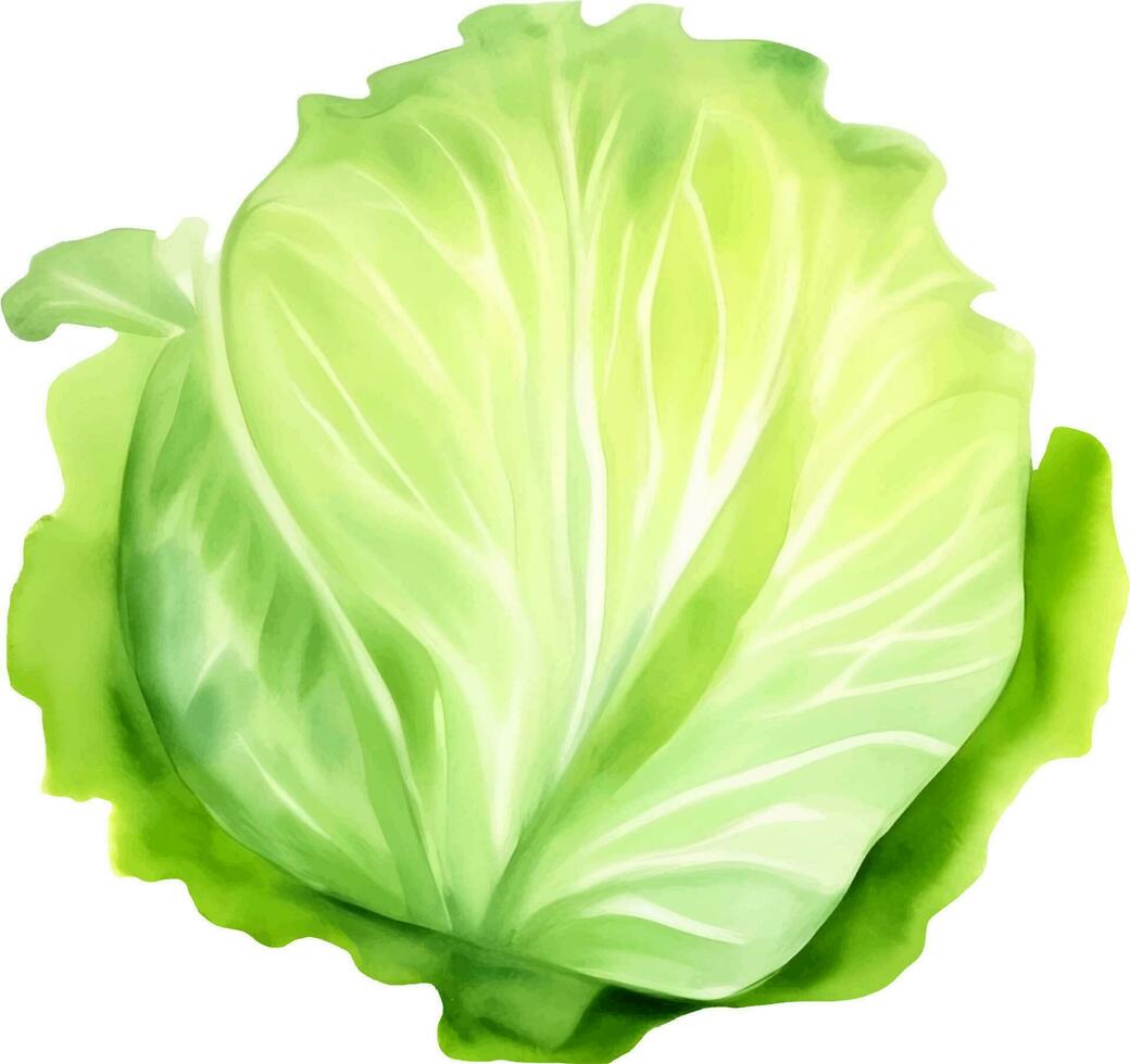 Fresh Cabbage Hand Drawn Watercolor Painting vector