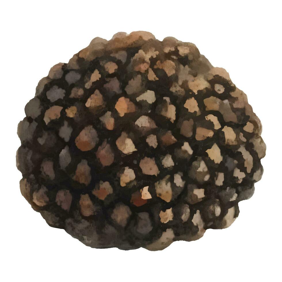 Truffle Isolated Hand Drawn Painting Illustration vector