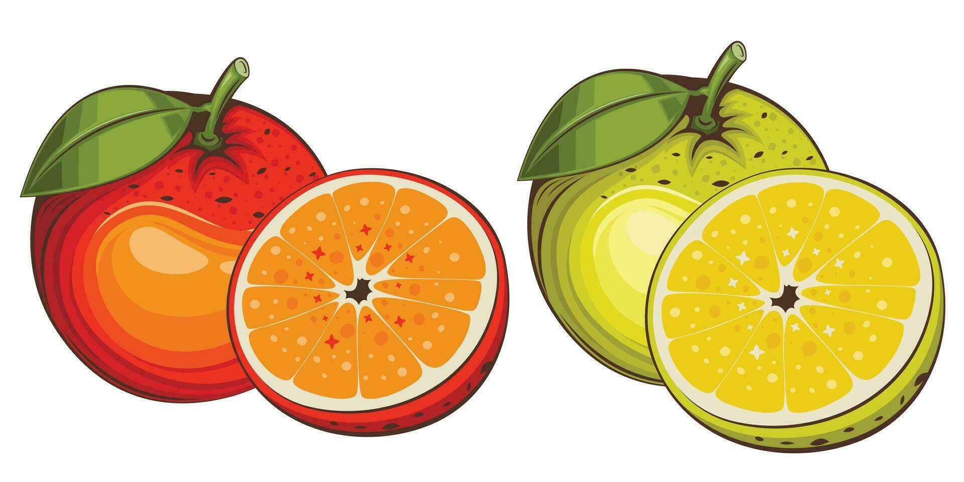 Orange isolated vector illustration. Fruits colorful illustrations isolated on white background.  Fruit collection.