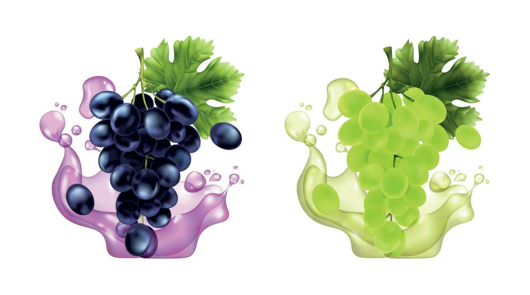 Grape Juice Splashes vector