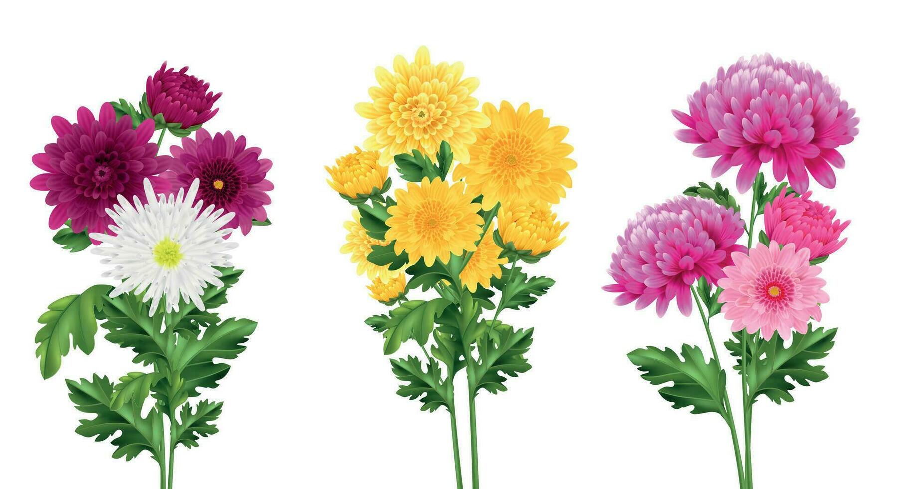 Realistic Chrysanthemum Set vector