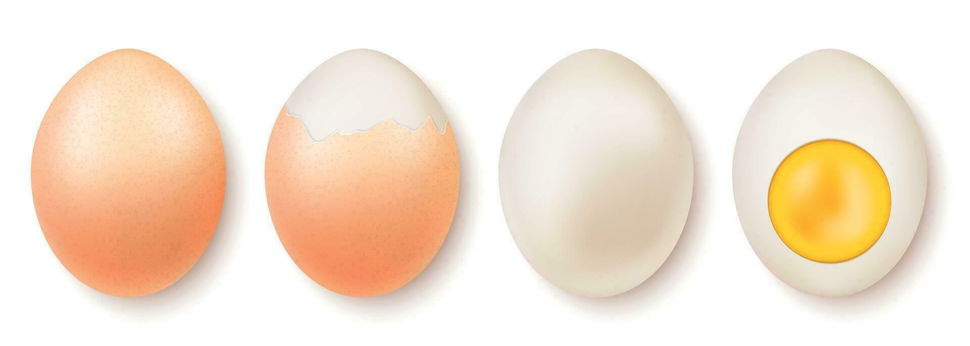 Farm Egg Realistic Set vector