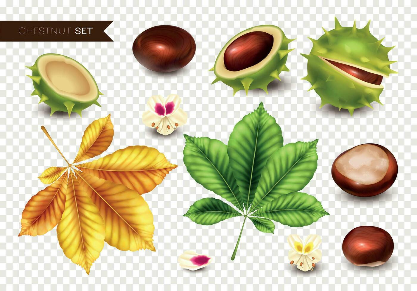 Realistic Chestnut Set vector