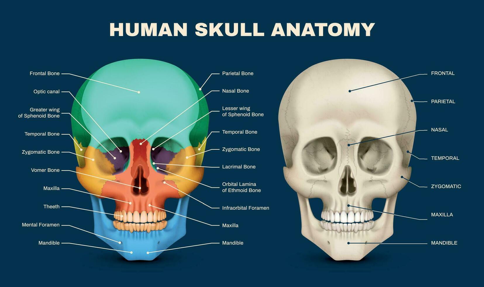 Skull Anatomy Infographic vector