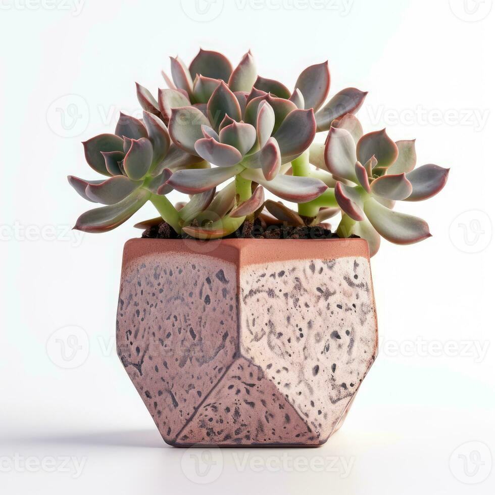 Graptoveria in a terracotta hexagonal pot with a speckled pattern in shades of purple AI Generated photo