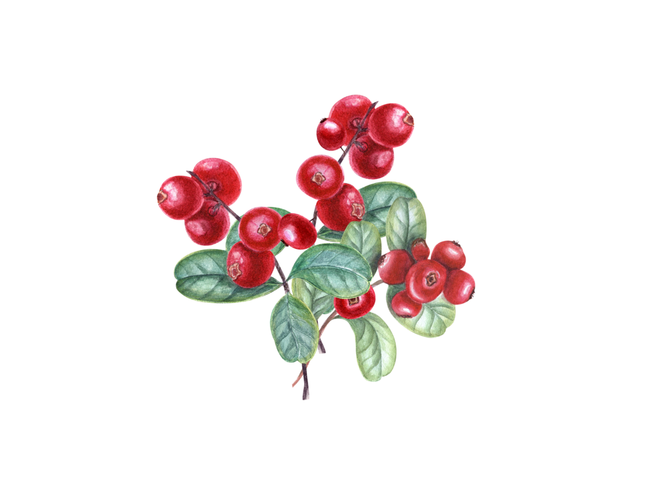 Ripe juicy red cranberries on branches with leaves. Watercolor illustration for the design of invitation, patterns, cards, package design, advertising posters, labels png
