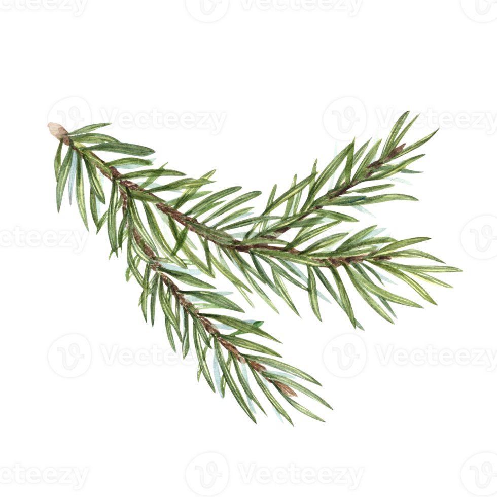 Watercolor Christmas Spruce branch. Botanical illustration of green lush sprig for winter postcard design, Xmas and New Year cards, greetings, patterns png