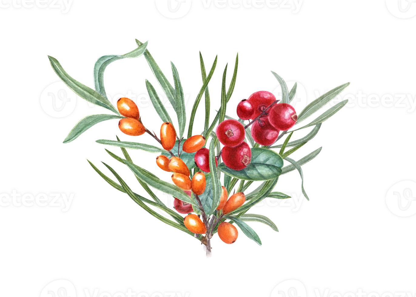 Watercolor bouquet with branches of sea buckthorn and cowberries decorated with pine needles. Hand drawn illustration. For birthday cards, poster, prints, pattern png