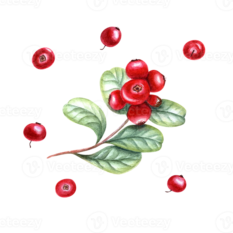 Fresh fragrant cowberry branch. Watercolor botanical illustration of red berries and green leaves for the design of greetings, package design png