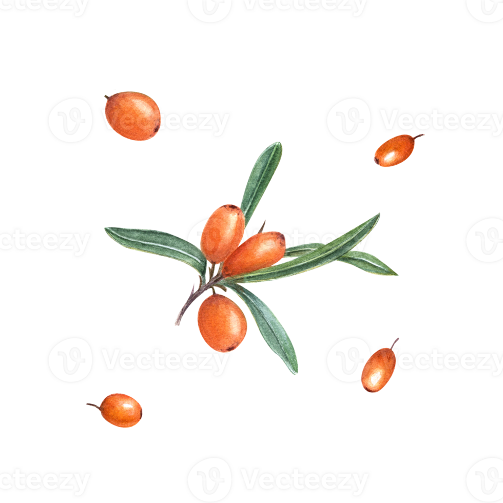 Watercolor botanical illustration of sea buckthorn. Set of berries and branch with green leaves for patterns, greetings design, package, labels png