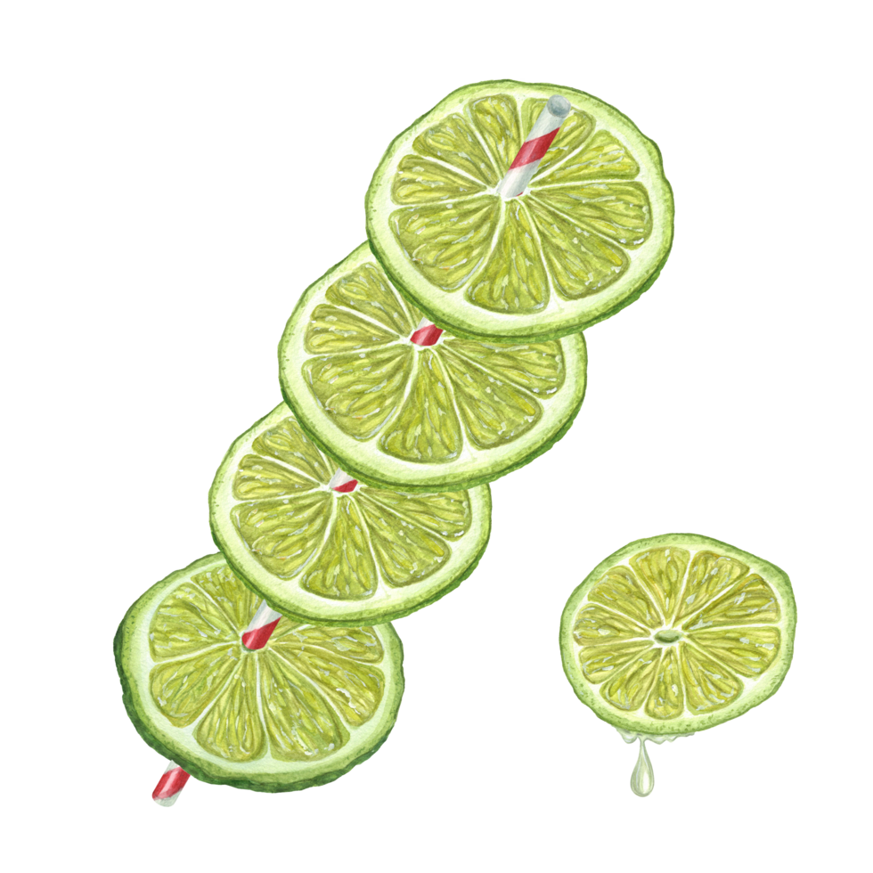 Watercolor illustration of Lime slices strung on drinking straw and lime piece with juice Drop. Bright summer illustration for menu, cocktail party png