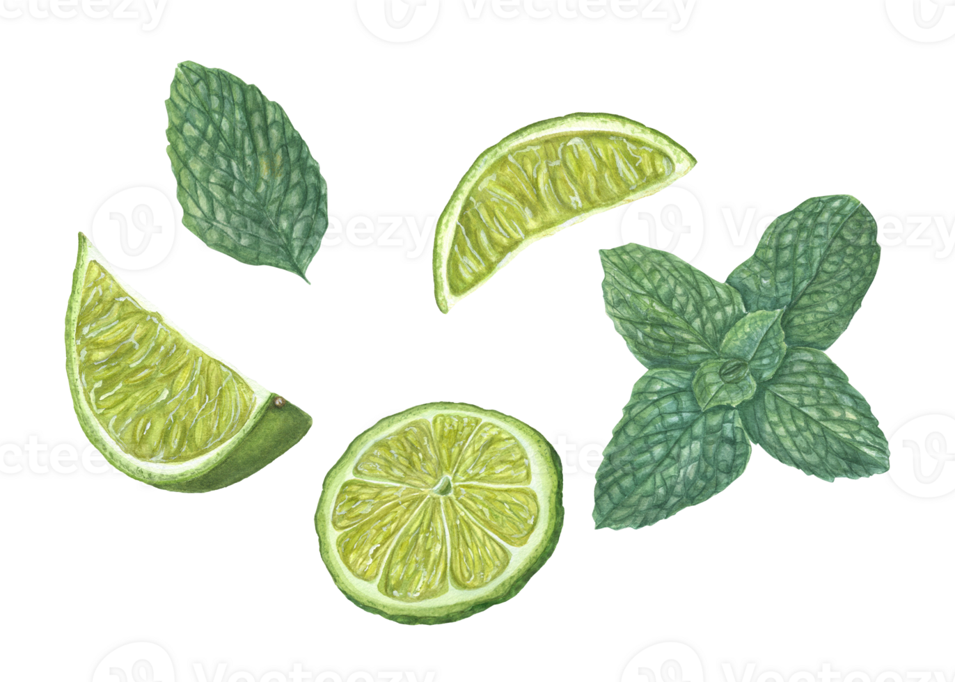 Watercolor set of various lime slices, green mint leaves. Botanical illustration for card design, menu, celebration design, cocktail party, flyer, posters png