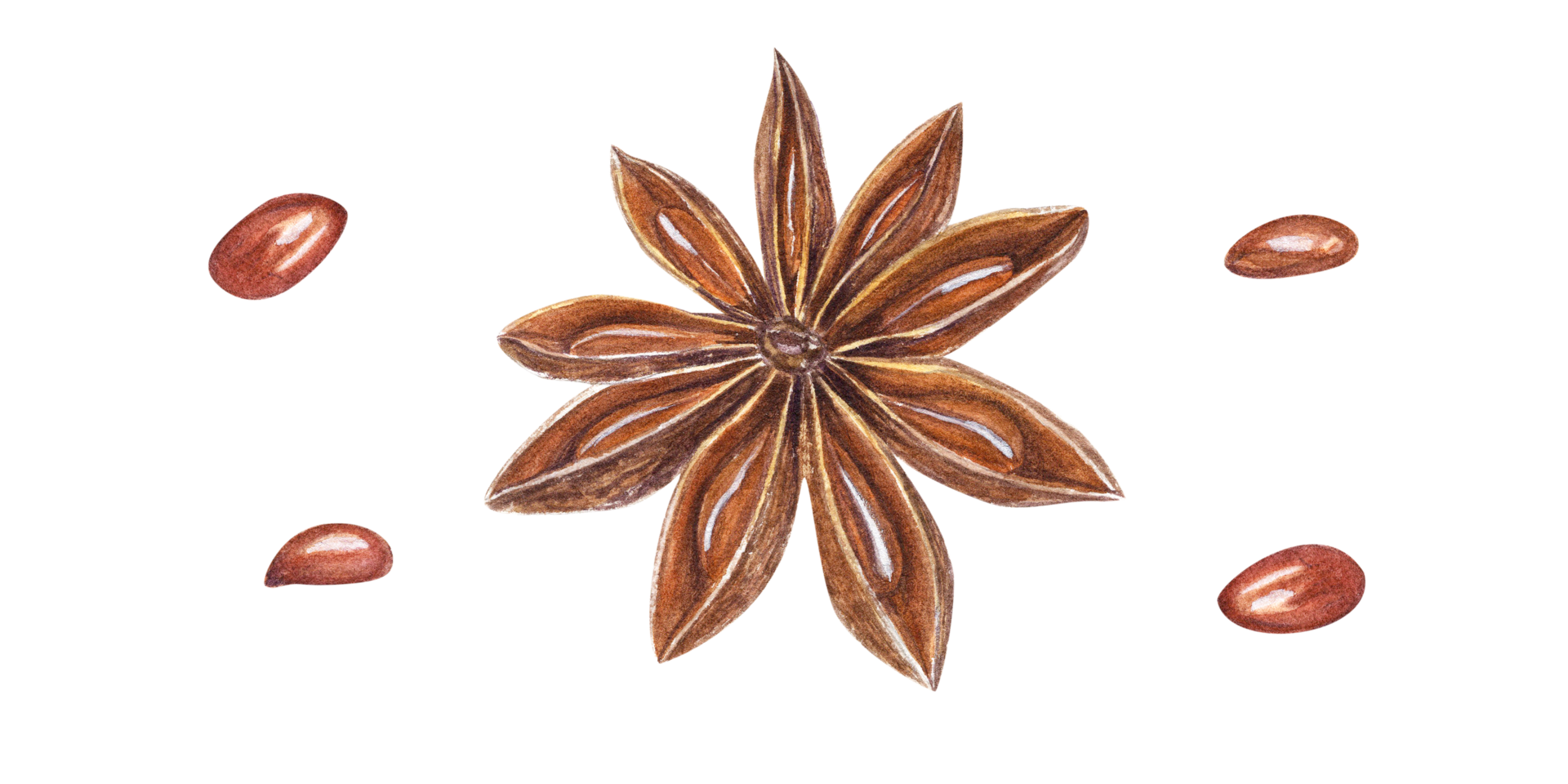 Watercolor Star Anise. Botanical illustration for menu decoration, Christmas and New Year cards, book design, greetings, stickers, spice shops png